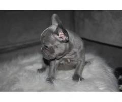 6 French Bulldog puppies ready for Valentine's day - 2