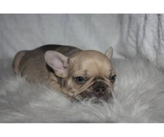 6 French Bulldog puppies ready for Valentine's day - 3