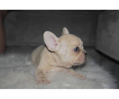 6 French Bulldog puppies ready for Valentine's day - 4