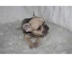 6 French Bulldog puppies ready for Valentine's day - 5