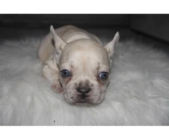 6 French Bulldog puppies ready for Valentine's day - 6