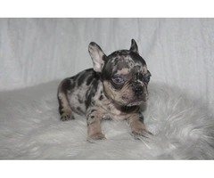 6 French Bulldog puppies ready for Valentine's day - 7