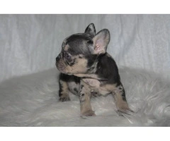 6 French Bulldog puppies ready for Valentine's day - 8