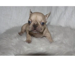 6 French Bulldog puppies ready for Valentine's day - 9