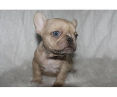 6 French Bulldog puppies ready for Valentine's day - 10
