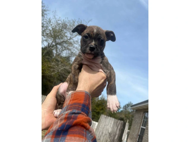 5 cute pit bull puppies need loving homes - 1/5