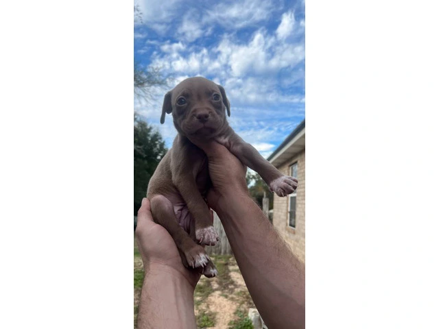 5 cute pit bull puppies need loving homes - 3/5