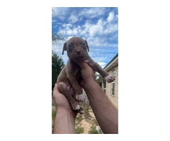 5 cute pit bull puppies need loving homes - 3