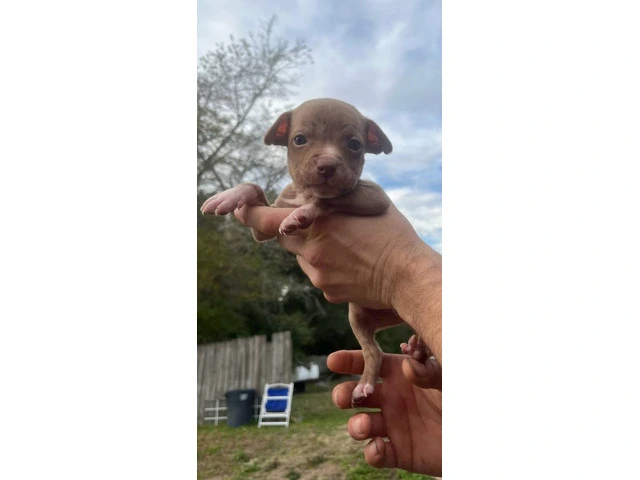 5 cute pit bull puppies need loving homes - 5/5