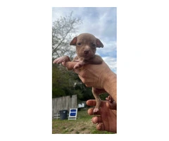 5 cute pit bull puppies need loving homes - 5