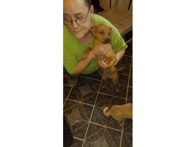 Chiweenie puppies looking for a caring home - 3/3