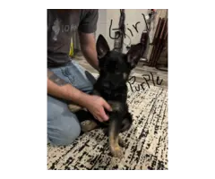5 German Shepherd puppies for adoption