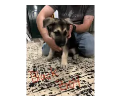 5 German Shepherd puppies for adoption - 2
