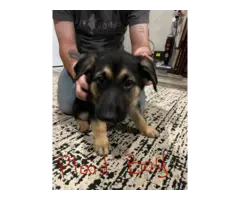 5 German Shepherd puppies for adoption - 3