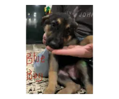 5 German Shepherd puppies for adoption - 4