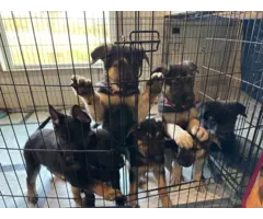 5 German Shepherd puppies for adoption - 9