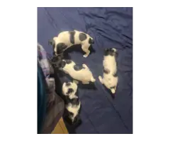 3 Jack Russell Terrier puppies for sale - 3