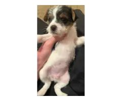 3 Jack Russell Terrier puppies for sale - 4