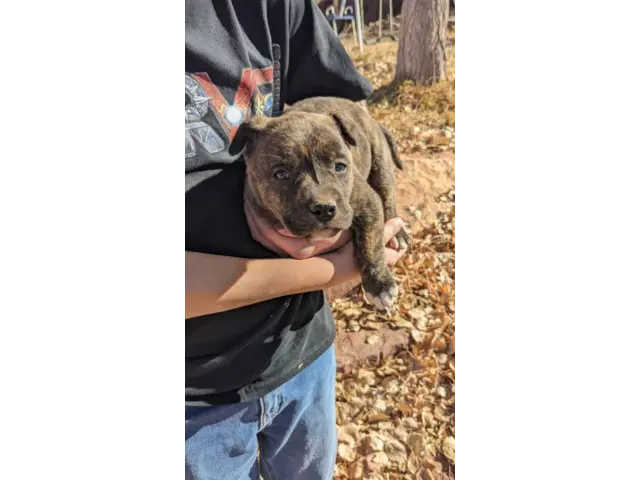 Pit bull cross puppies for sale - 1/6