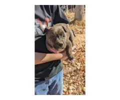 Pit bull cross puppies for sale