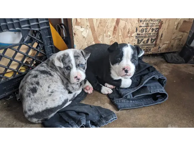 Pit bull cross puppies for sale - 3/6