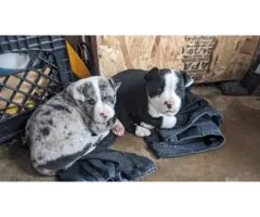 Pit bull cross puppies for sale - 3