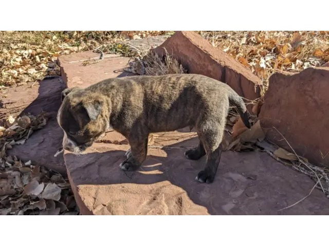 Pit bull cross puppies for sale - 4/6