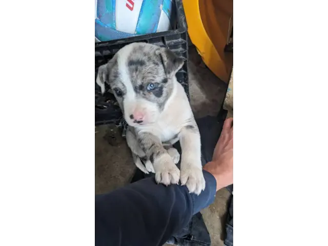Pit bull cross puppies for sale - 6/6