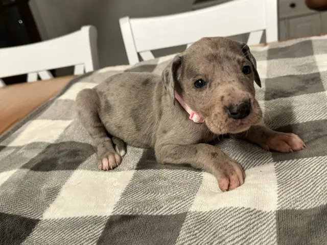 Beautiful Great Dane puppies for sale - 1/21