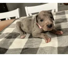 Beautiful Great Dane puppies for sale