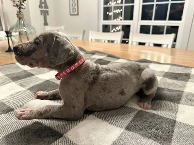 Beautiful Great Dane puppies for sale - 3/21