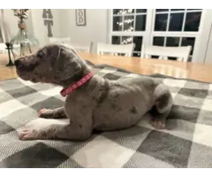 Beautiful Great Dane puppies for sale - 3