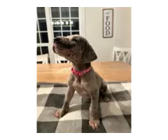 Beautiful Great Dane puppies for sale - 4