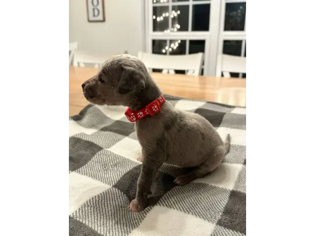 Beautiful Great Dane puppies for sale - 7/21