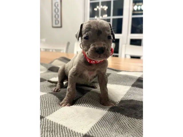 Beautiful Great Dane puppies for sale - 8/21