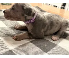 Beautiful Great Dane puppies for sale - 9