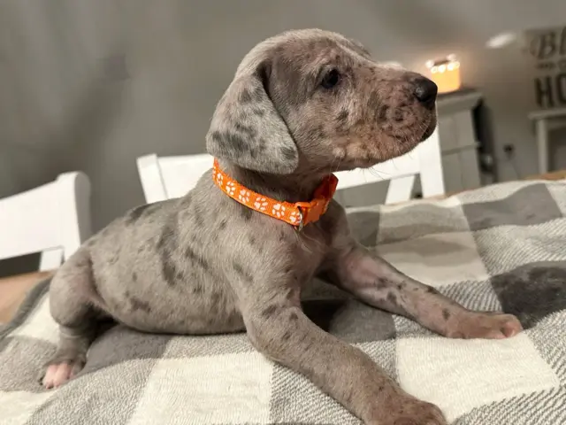 Beautiful Great Dane puppies for sale - 10/21