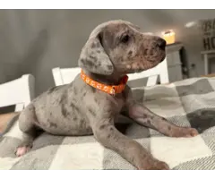 Beautiful Great Dane puppies for sale - 10