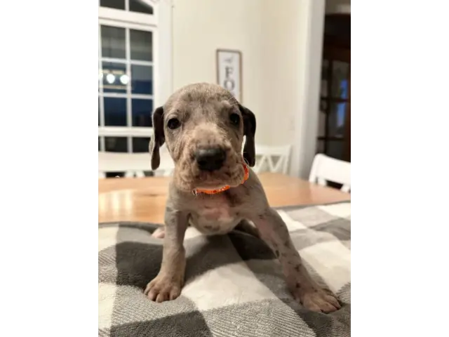 Beautiful Great Dane puppies for sale - 11/21