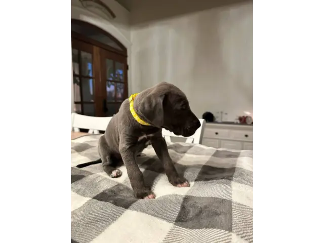 Beautiful Great Dane puppies for sale - 12/21