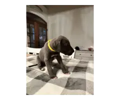 Beautiful Great Dane puppies for sale - 12