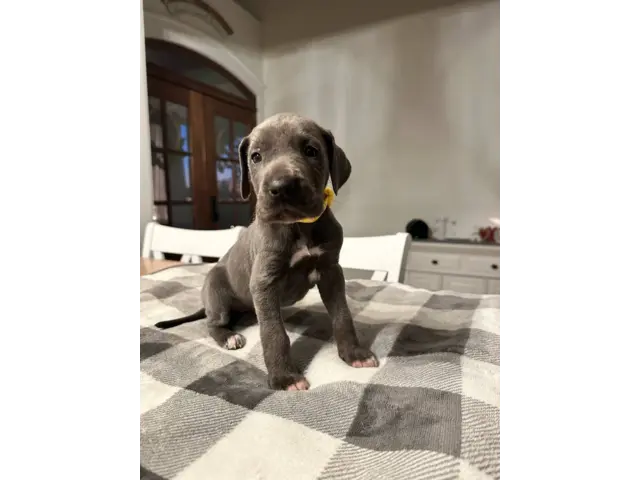 Beautiful Great Dane puppies for sale - 13/21