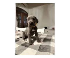 Beautiful Great Dane puppies for sale - 13