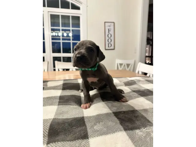 Beautiful Great Dane puppies for sale - 16/21