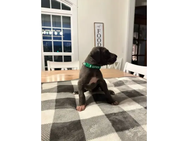Beautiful Great Dane puppies for sale - 17/21