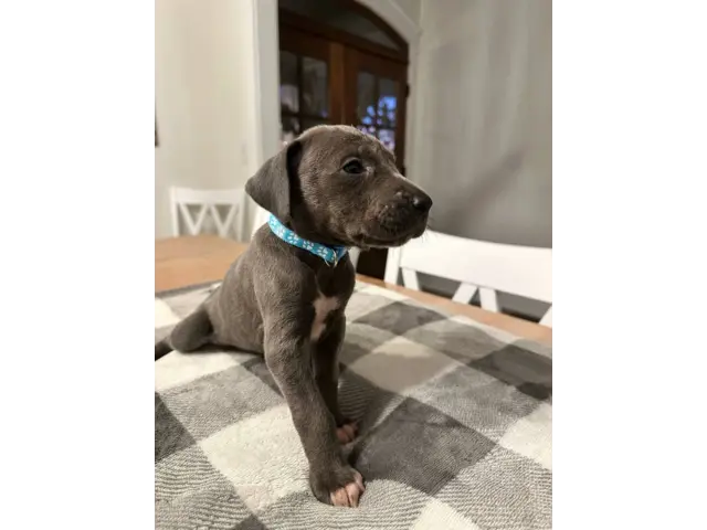 Beautiful Great Dane puppies for sale - 19/21