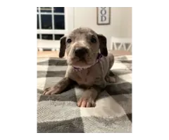 Beautiful Great Dane puppies for sale - 21