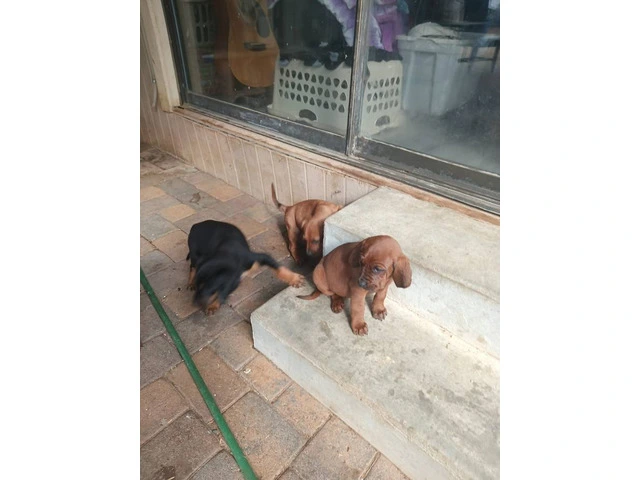 6 Hound mix puppies for sale - 3/9