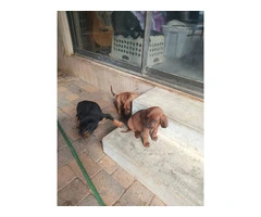 6 Hound mix puppies for sale - 3
