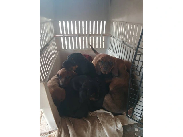 6 Hound mix puppies for sale - 5/9